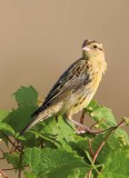 Bobolink54.jpg