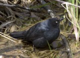 BrewersBlackbird7.jpg
