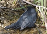 BrewersBlackbird9.jpg
