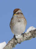 AmericanTreeSparrow34R.jpg