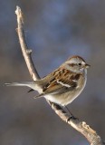 AmericanTreeSparrow38R.jpg