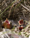 ChippingSparrowBabies8.jpg