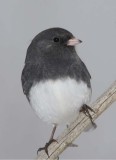 DarkEyedJunco27R.jpg