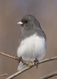 DarkEyedJunco53.jpg