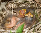 EasternTowheeBabies24.jpg