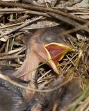 EasternTowheeBabies25.jpg