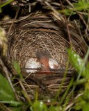 EasternTowheeBabies29.jpg