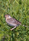 GrasshopperSparrow13.jpg