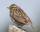 SavannahSparrow33R.jpg
