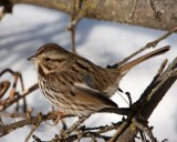 SongSparrow29R.jpg