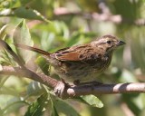 SwampSparrow29R.jpg