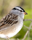 WhiteCrownedSparrow8.jpg