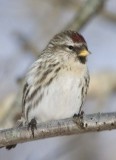 CommonRedpoll87.jpg