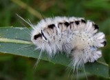 HickoryTussockMothCaterpillar19.jpg