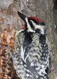 YellowBelliedSapsucker27.jpg