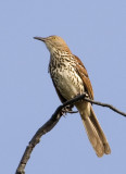 BrownThrasher94.jpg