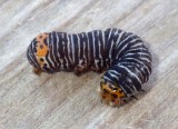 GrapevineEpimenisCaterpillar1.jpg