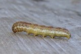 CutwormCaterpillar2.jpg