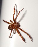 CrossSpider13.jpg