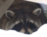 Raccoon133.jpg