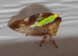 TreeHopper5.jpg