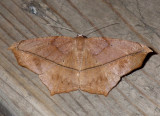 LargeMapleSpanwormMoth22.jpg