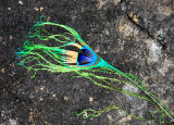 Peacock - Gal Oya - Sri Lanka