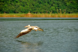 Pelican - Gal Oya National Park - Sri Lanka