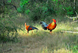 Jungle Fowl - Sri Lanka