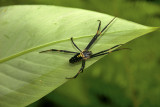 Malaita Spider
