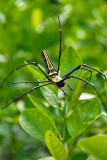Nephila Spider - Sri Lanka