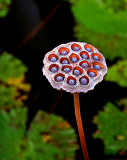 Indonesia Water Plant Seed Pod