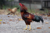 Ayam Jantan