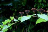 Wild Flowers