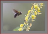 Shield bugs and Carpenter Be