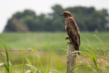 Buizerd