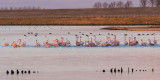 Flamingos