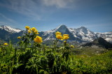 Mnnlichen - Kleine Scheidegg- panoramic trail