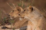Botswana and South Africa, 2013