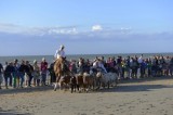 Show with Horses (great and very small)