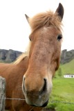 20130616-07-Horse - Iceland