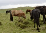20130618-02-Icelandic Horses