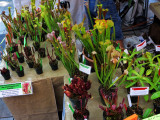 Saturday Market carnivorous plants.jpg