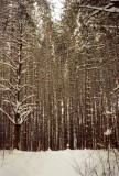 snowy pines Cloquet.jpg