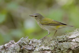 Tennessee Warbler