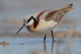 Wilsons Phalarope