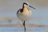 Wilsons Phalarope