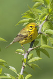 Prairie Warbler