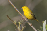 Yellow Warbler