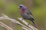 Varied Bunting